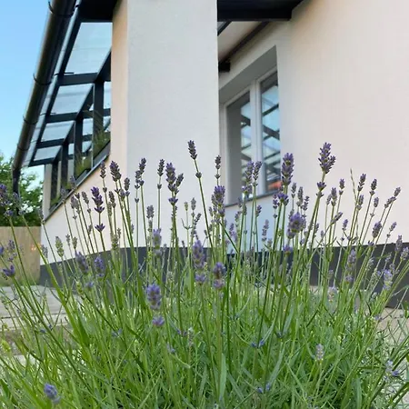 Lavender Garden