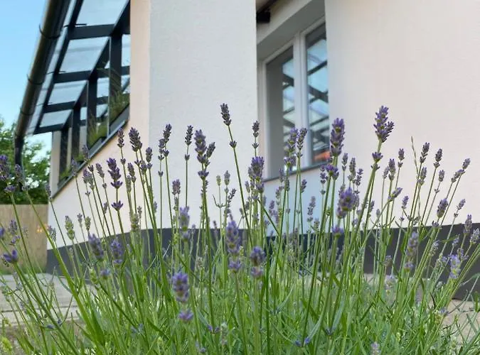 Lavender Garden